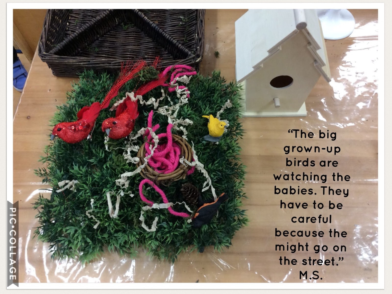 Our Bird Inquiry Mrs. Albanese's Kindergarten Class