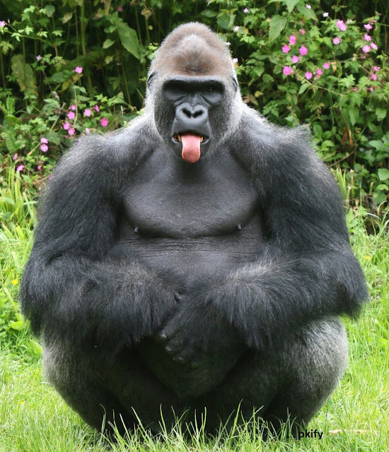 Gorilla Monkey Silverback Wildlife Animals Gorilla Monkey Silverback Wildlife Animals