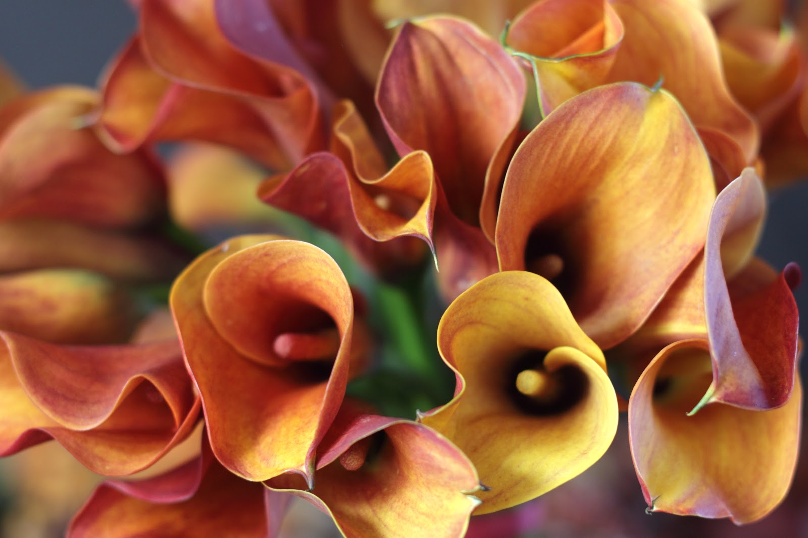 Elegant Mini Calla Lilies from Flower Muse A Sparkle of Genius