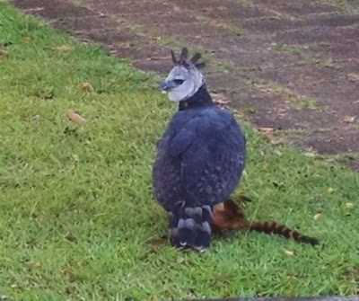 Registro recente do gavião-real se alimentando na área urbana da Serra dos Carajás, no Pará. Gavião-real, harpia, harpia hapyja, águila arpía, Harpy Eagle, gavião-de-penacho, guiraçu, fotos, animal, uiraçu, carajás, serra dos carajás, aves da serra dos carajás, parauapebas, gavião-real alimentando, fotos de gavião-real, fotos de harpia, natureza, blog natureza e conservação, nature, birds, birding, birdwatching