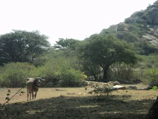 Hiker resting peacefully on the grassy patch near the Melukote temple