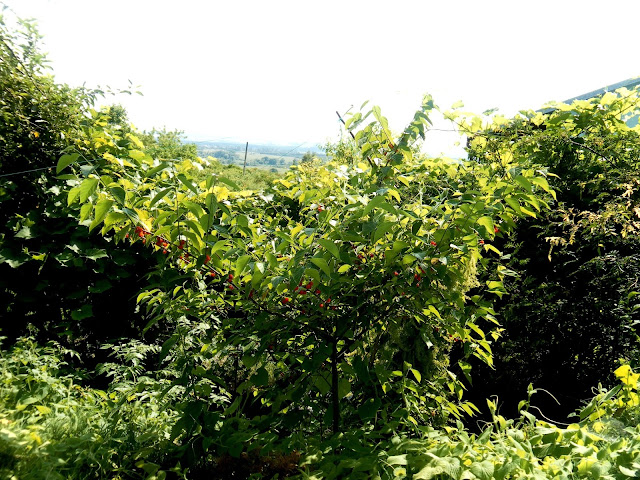 Dwarf Paper Mulberry, Kozo (Broussonetia monoica)
