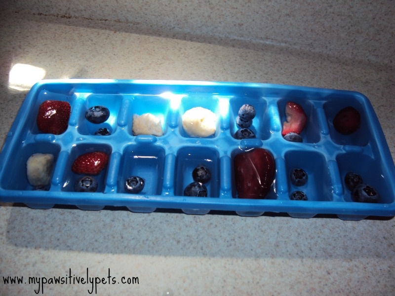 Refreshing Frozen Fruit Cubes for Your Dog Pawsitively Pets