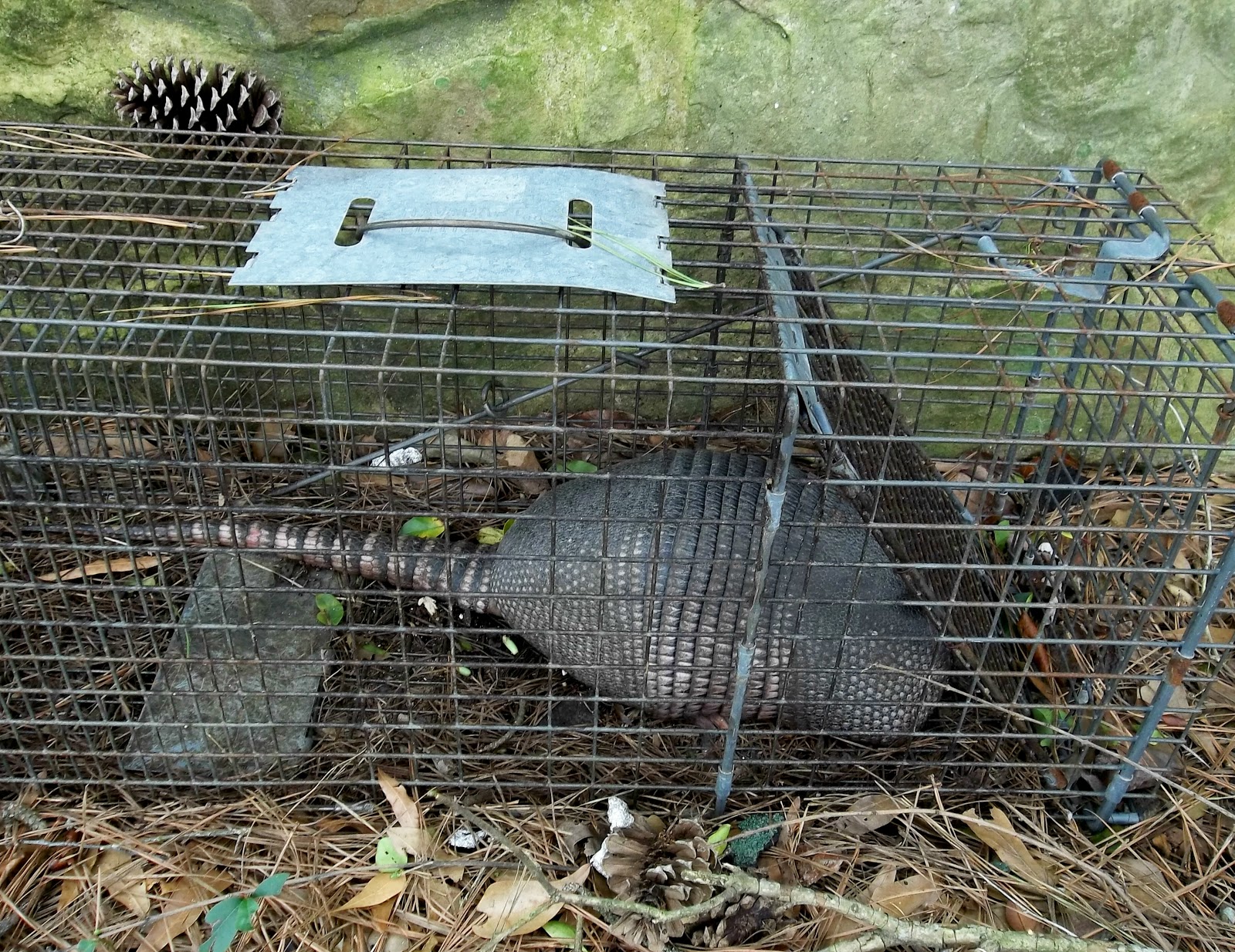 PRACTICAL PARSIMONY PossumOnTheHalfShell