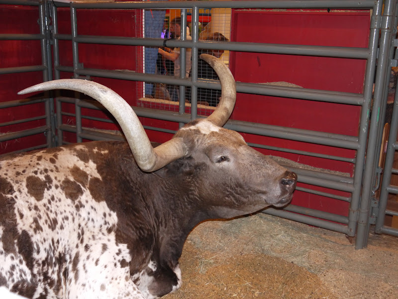 Craigslist farm animals houston