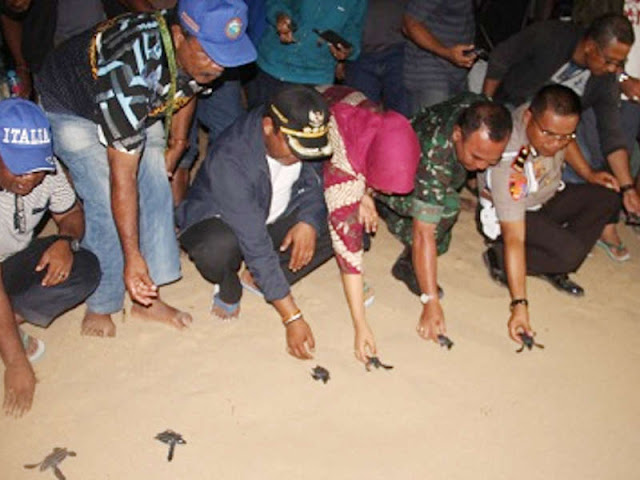 Abdul Faris Umlati Lepas Puluhan Ekor Tukik ke Laut Raja Ampat Abdul Faris Umlati Lepas Puluhan Ekor Tukik ke Laut Raja Ampat