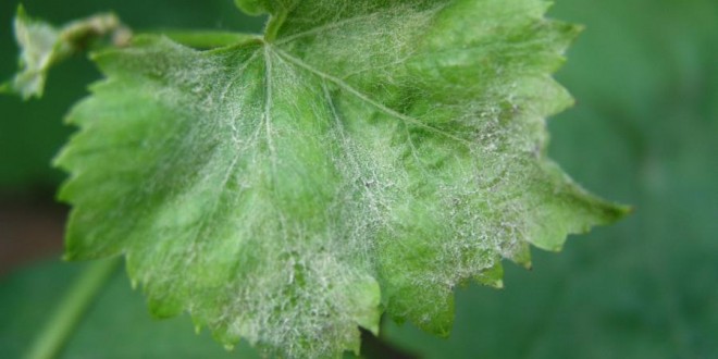 Το ωίδιο στο αμπέλι