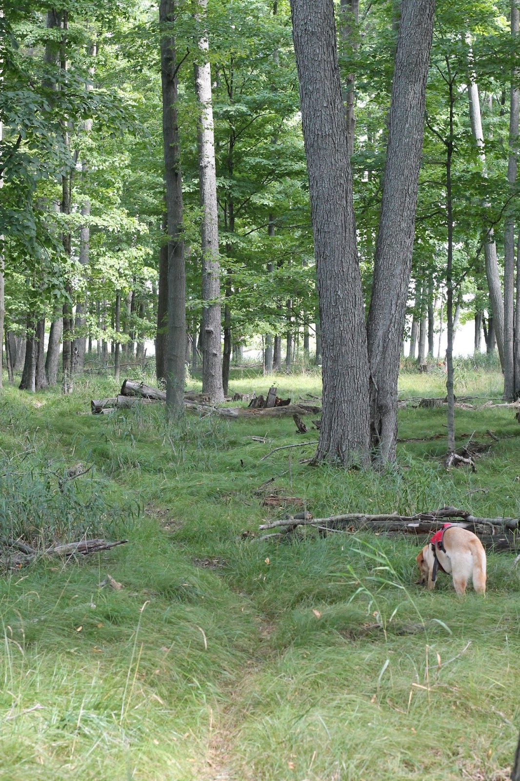 Hiking with Heather Following a Deer Trail