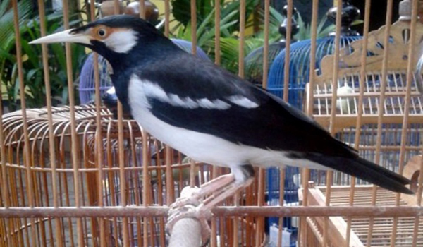 jalan suren kicau monoton