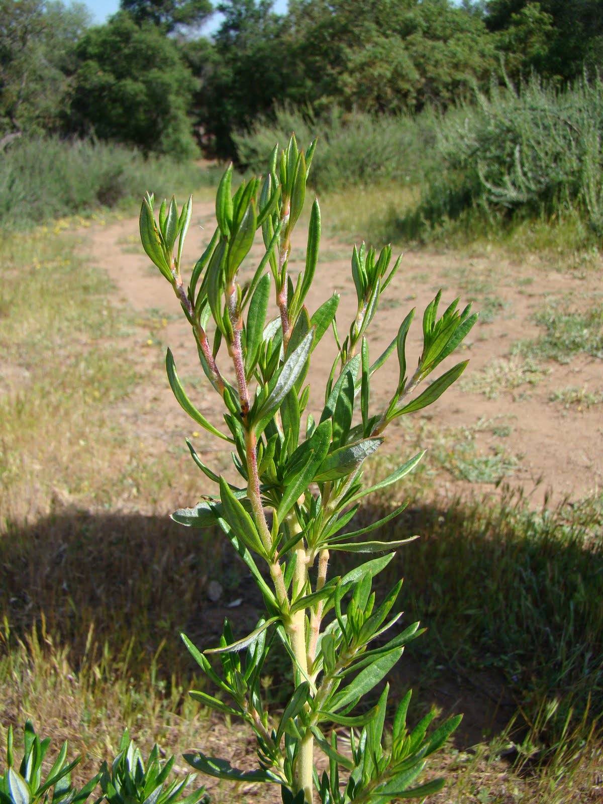 Leaves of Plants Buckwheat