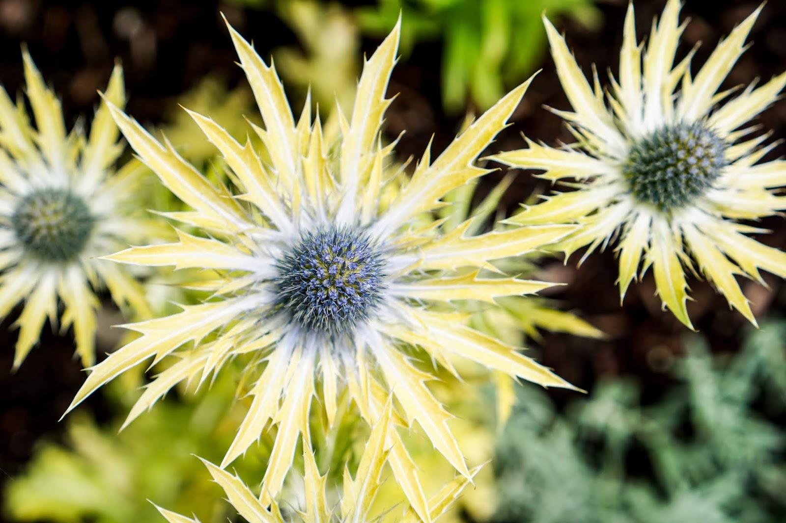 Photo 70546 Eryngium x zabelii 'Neptune's Gold' plant lust