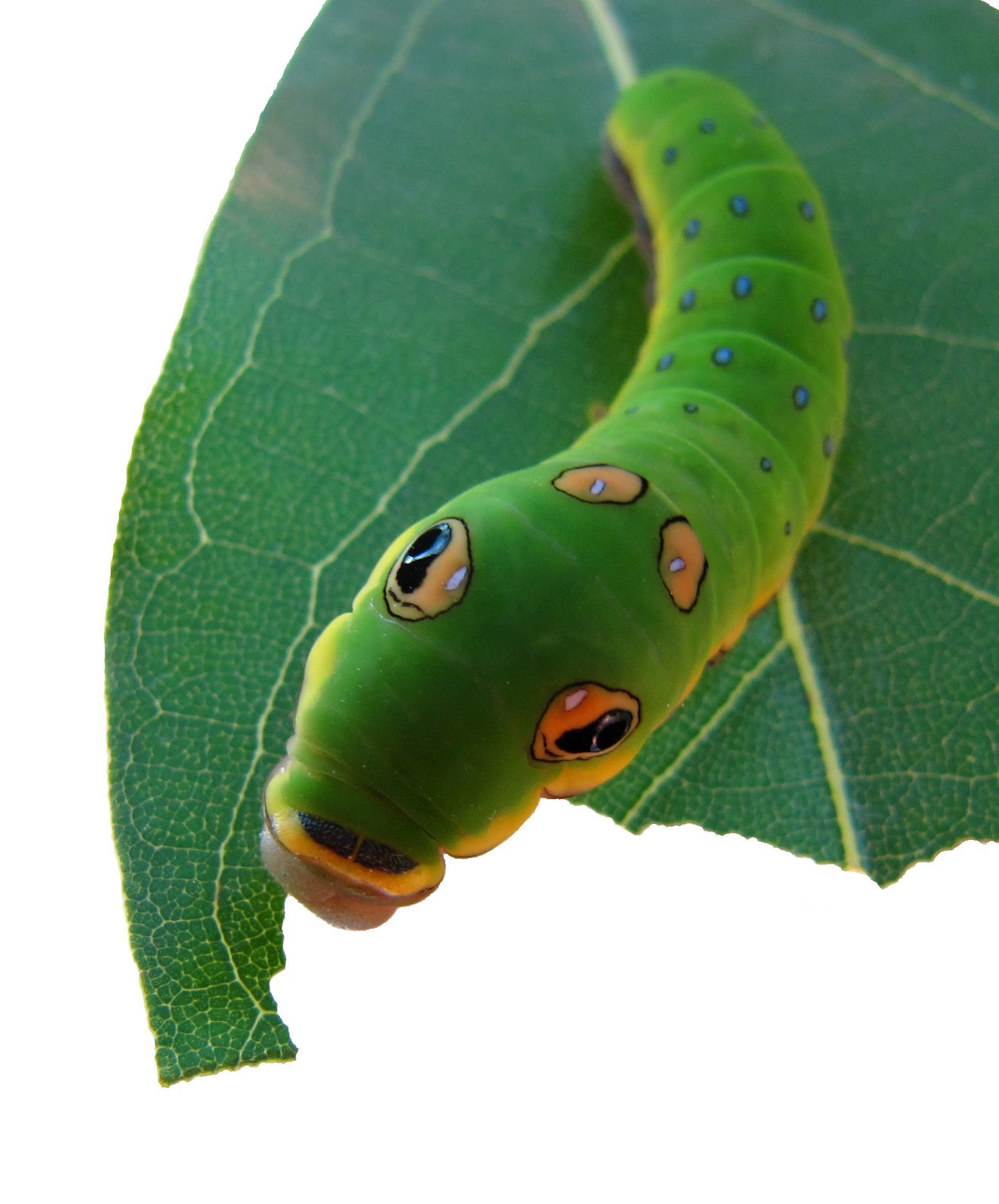 Amazing Caterpillars : Weird, Beautiful, Colorful Caterpillars | Most