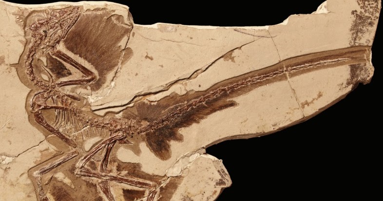 anchiornis fossil