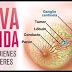 Estos son los signos de alerta temprana de Cáncer de Mama. Aún estás a tiempo de salvar tu vida!