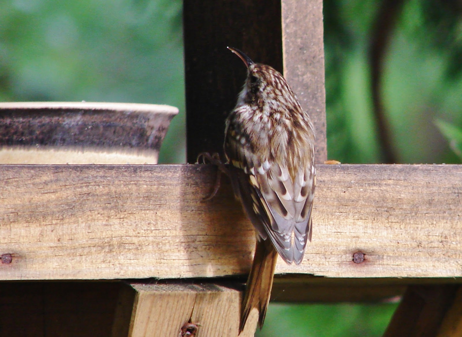 BREATHTAKING Creepers