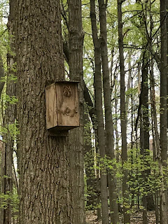 I took 50 photos of this owl