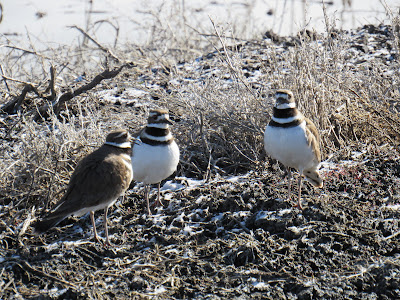 Lower Klamath National Wildlife Refuge northern California birding