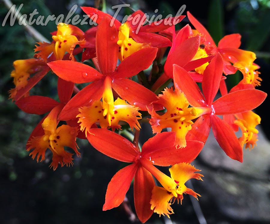 La orquídea Estrella de Fuego o Arcoíris, Epidendrum radicans