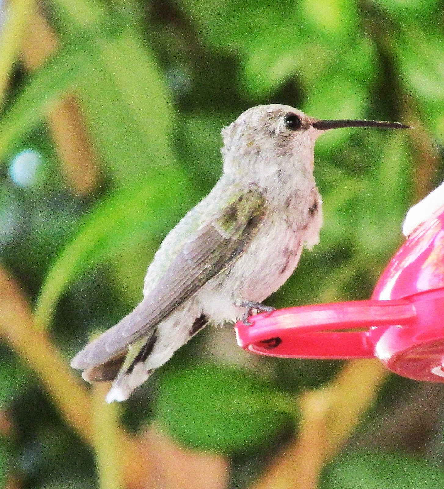 Hummingbirds In Las Vegas Hummingbird young of the year the majority