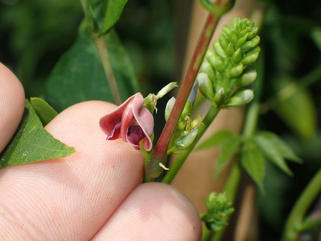 Apios tuberosa
