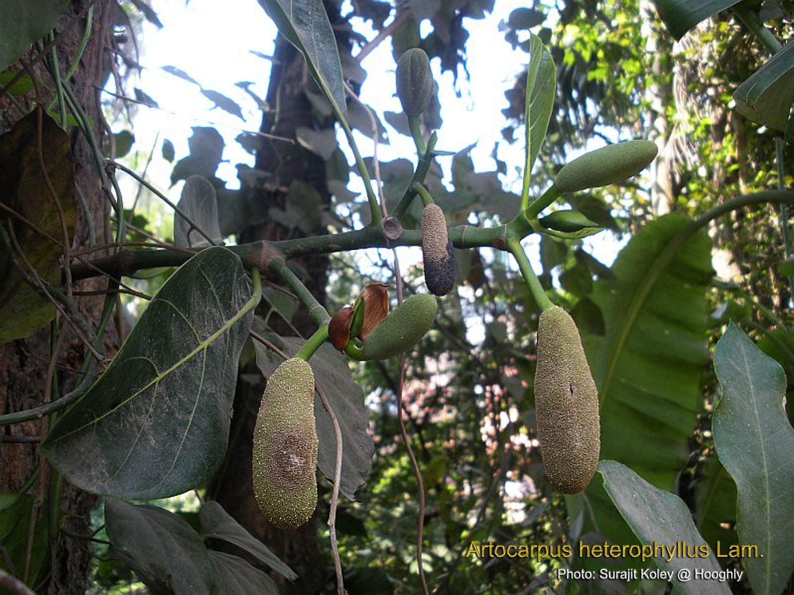 Medicinal Plants Artocarpus heterophyllus Jackfruit tree panasa pazha pala