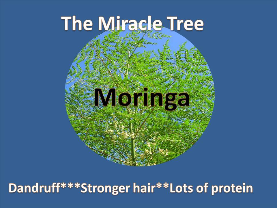 CoilyQueens™ : 3 African Super Foods for Hair Growth