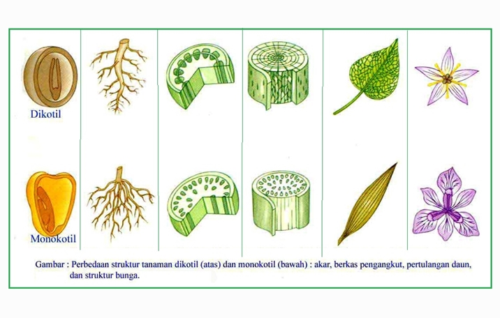 Angiospermae Biji Tertutup Pengertian Dan Klasifikasi