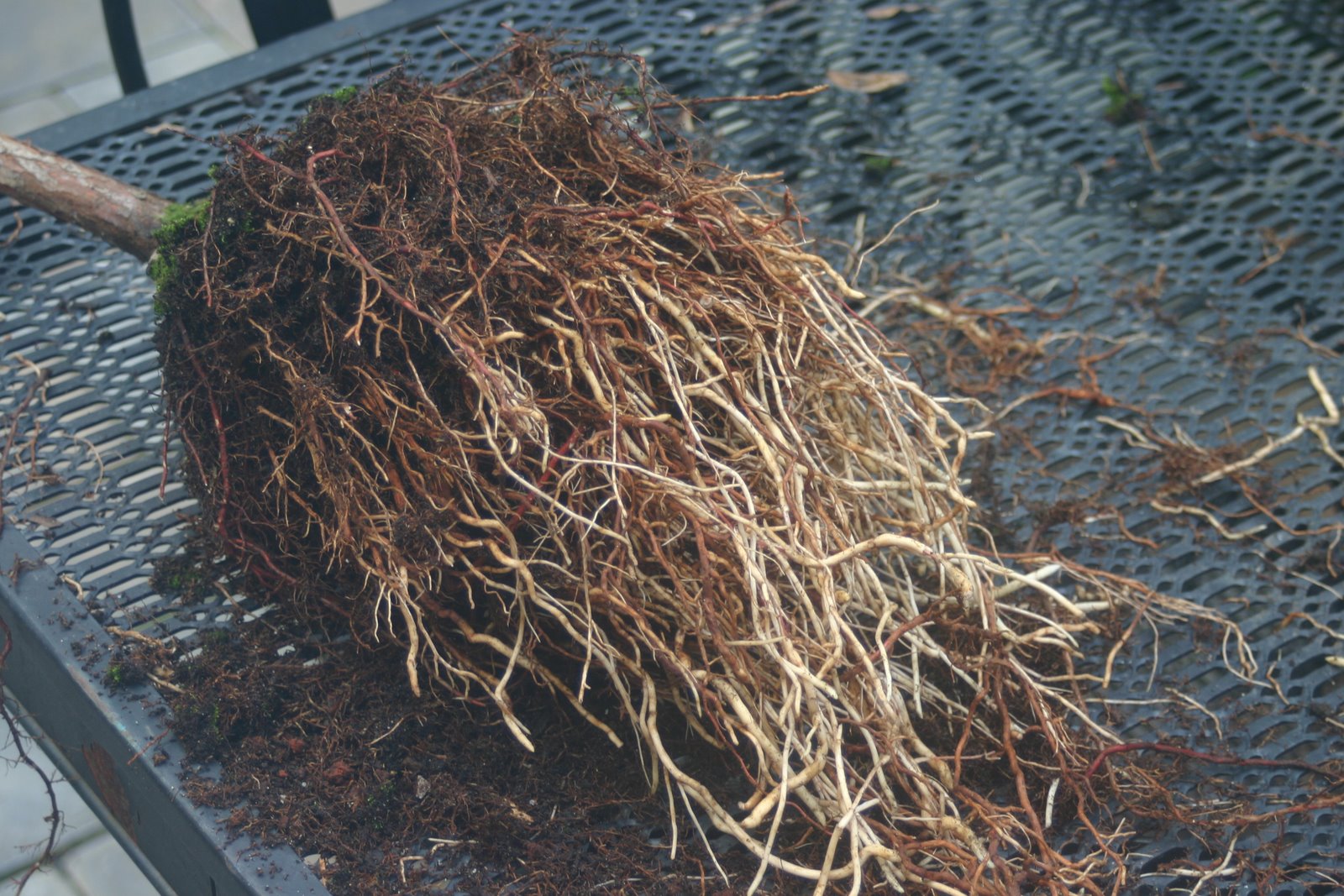 Stump removal root ball, 91316 Encino CA