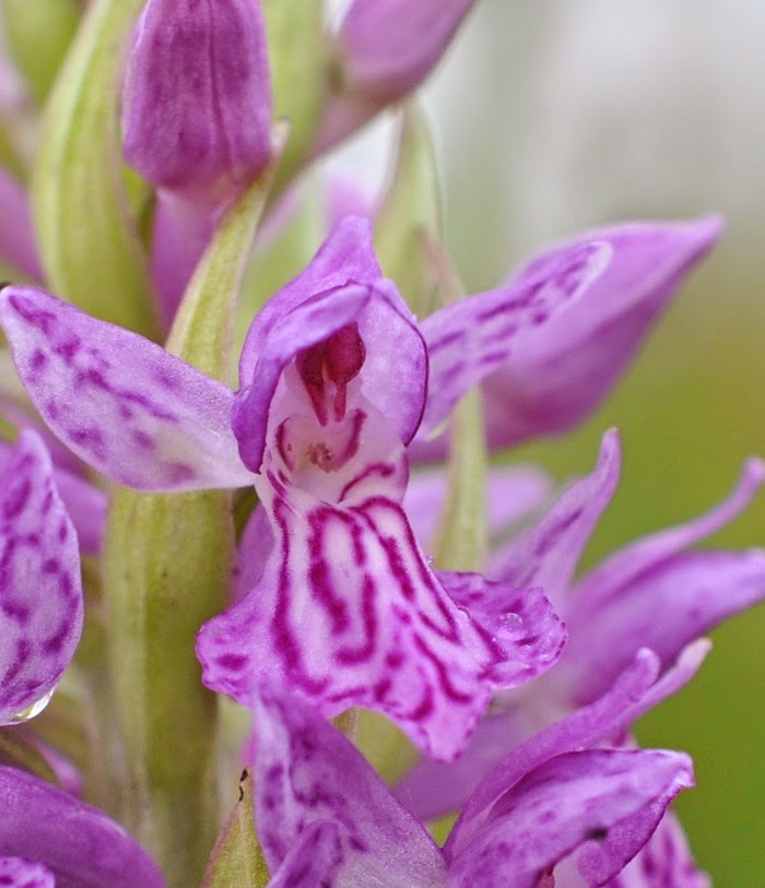 Orchis de fuchs et incarnat Orchis de fuchs et incarnat