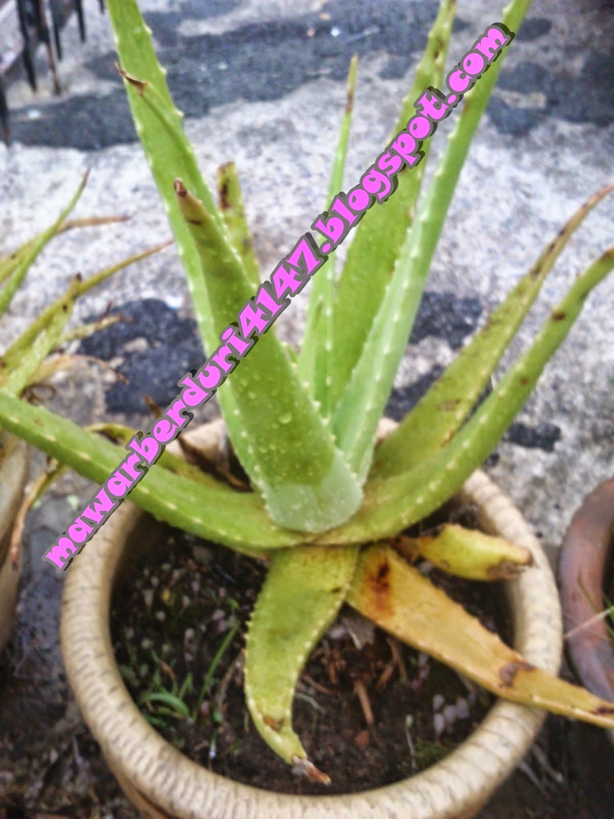 Petua dan Herba Kongsibersamanora http://mawarberduri4147.blogspot.com/2015/03/petua-dan-herba-kongsibersamanora.html