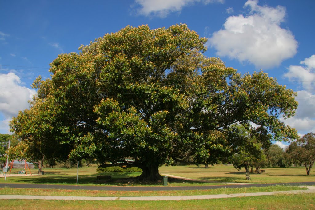 2 Cara Budidaya Menanam Pohon Buah Tin | Peluang Usaha Budidaya
