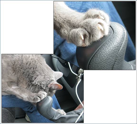Zoolatry Tk The Driving Cat With A Paws Up To Toonces