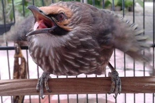 Burung Cucak Rowo - Yang Harus Diperhatikan Saat Memaster Burung Cucakrowo -  Penangkaran Burung Cucak Rowo