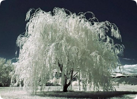 Árbol Mágico: El Sauce Blanco Árbol Mágico: El Sauce Blanco