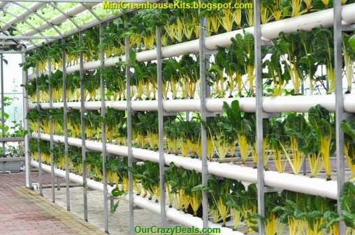 Modern Agriculture of Vegetable Green House Indoor Picture