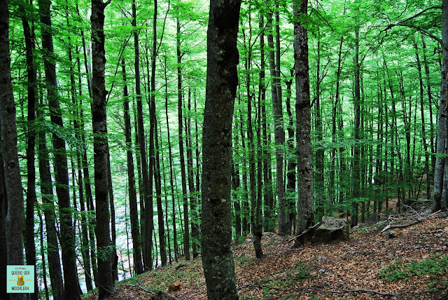 Bosque de hayas, Parque Nacional de Ordesa