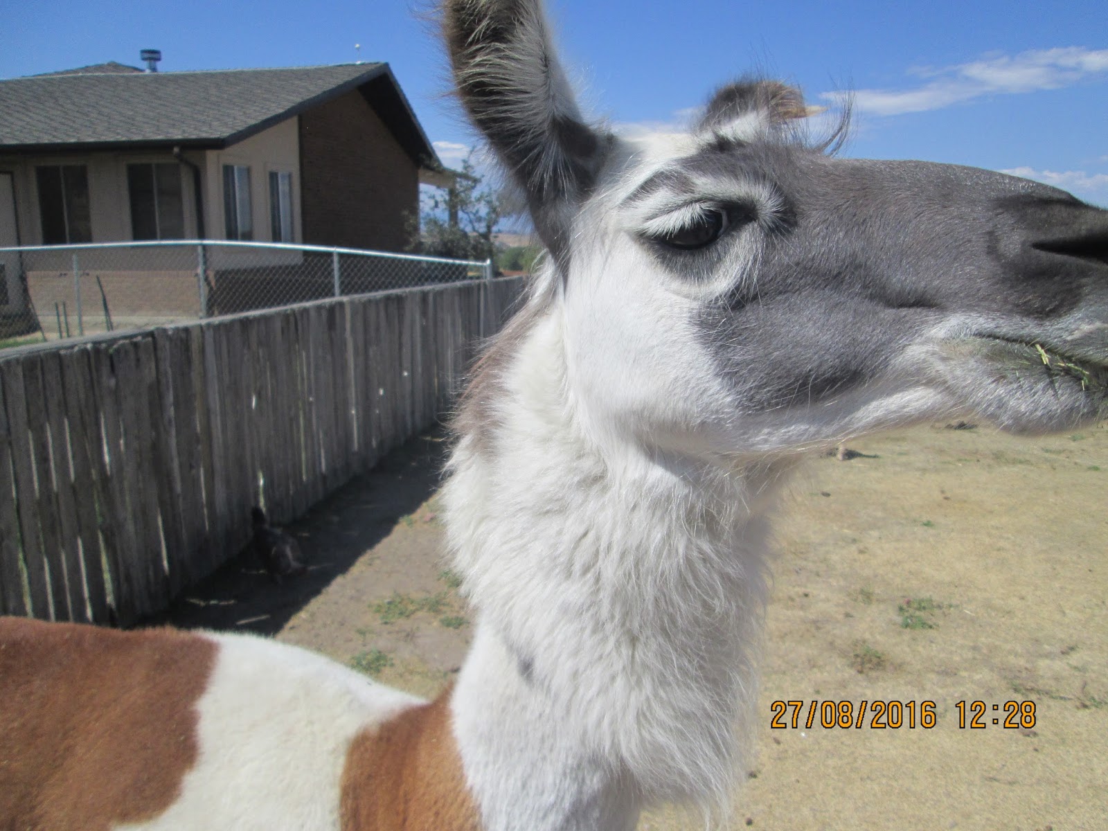 Animal Antics Fun with Rescued Animals Pine tree goats!
