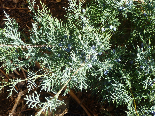 Closeup of Juniperus virginiana 'Grey Owl' loaded with 'berries' (actually berry-like cones)