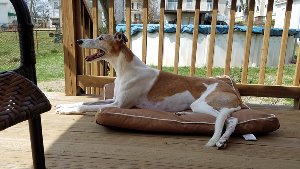 image of Dudley the Greyhound lying on his dog bed on the deck on a sunny day