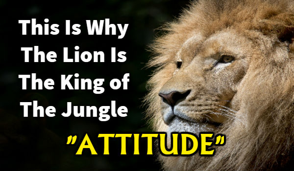 Lion Story: Lion's Attitude | Why Lion is the King of Jungle