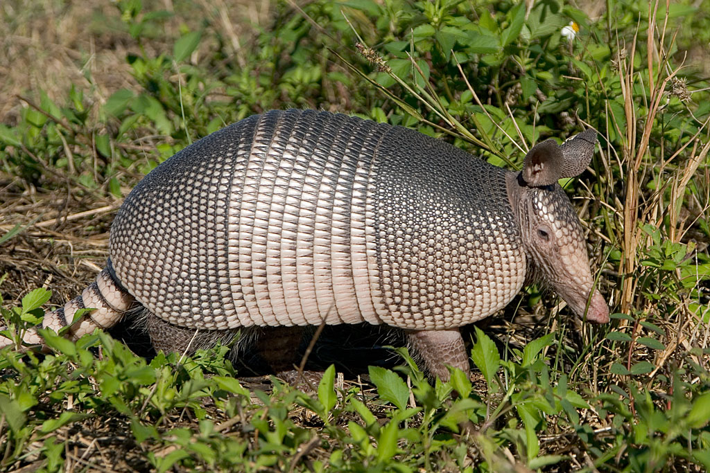 EL ARMADILLO DE NUEVE BANDAS