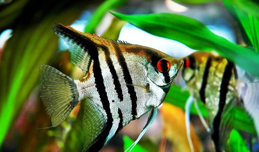 The Survey Ikan Ikan Hias Yang Bisa Diperlihara Di Akuarium Aquascape