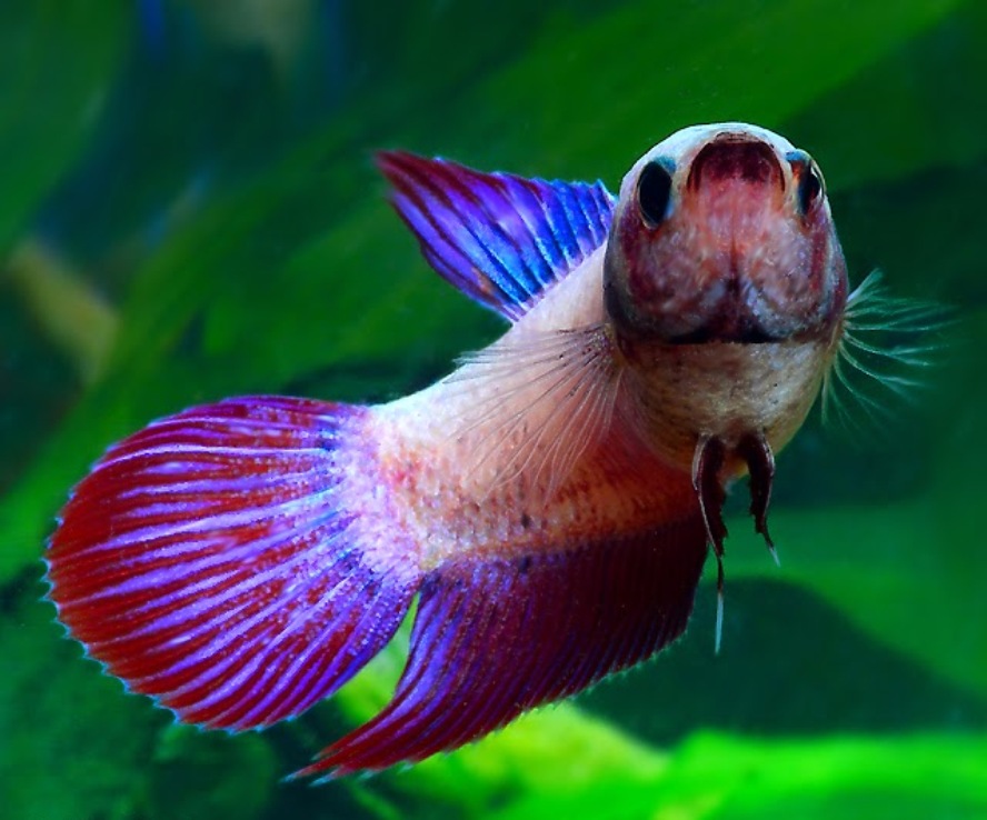 BETTA FISH photos - wallpapers (ανανεωμένο) | the fun bank
