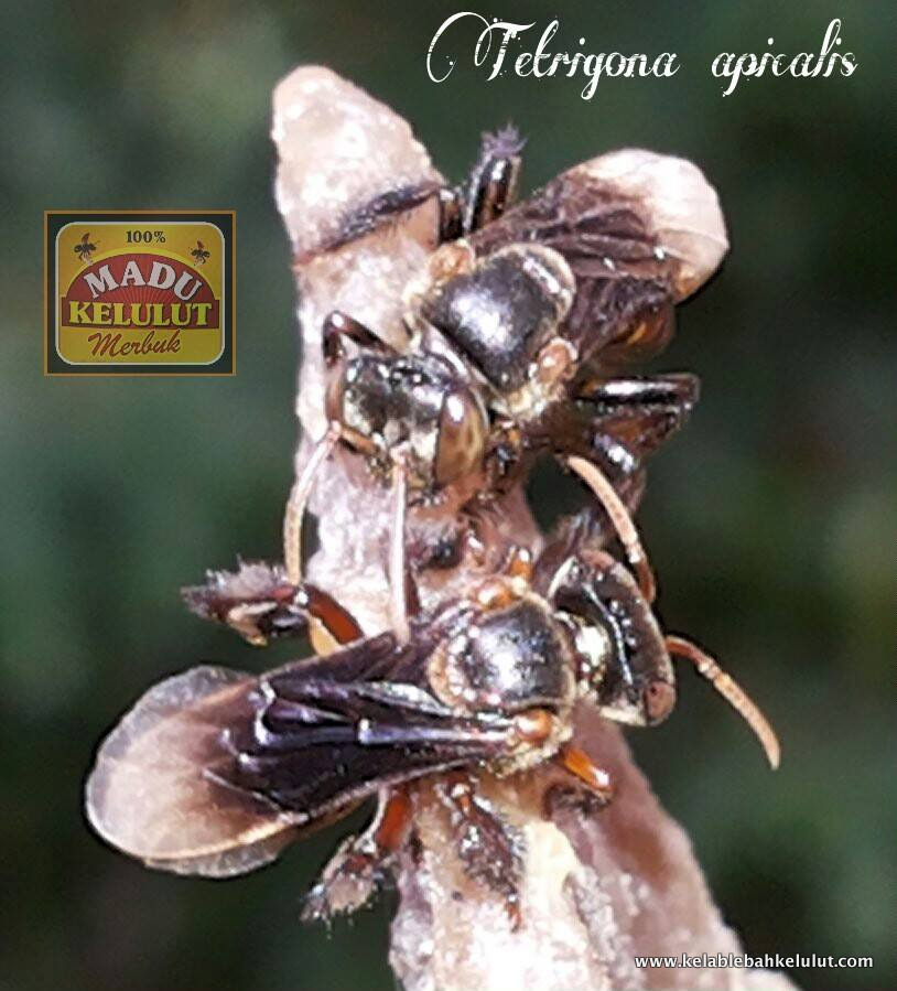 Siri Penerangan Nama Spesis Kelulut # 1 - Tetrigona apicalis (Smith