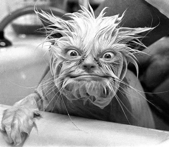 Funny Images of Wet Cats