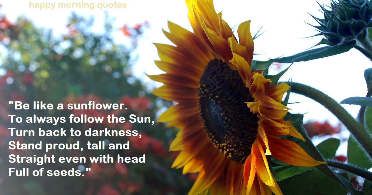 Be Like A Sunflower Quote Happy Morning Quotes : Be Like A Sunflower!