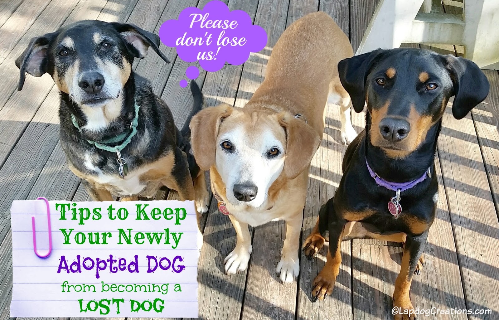 Lapdog Creations Keep Your Newly Adopted Dog From a Lost Dog