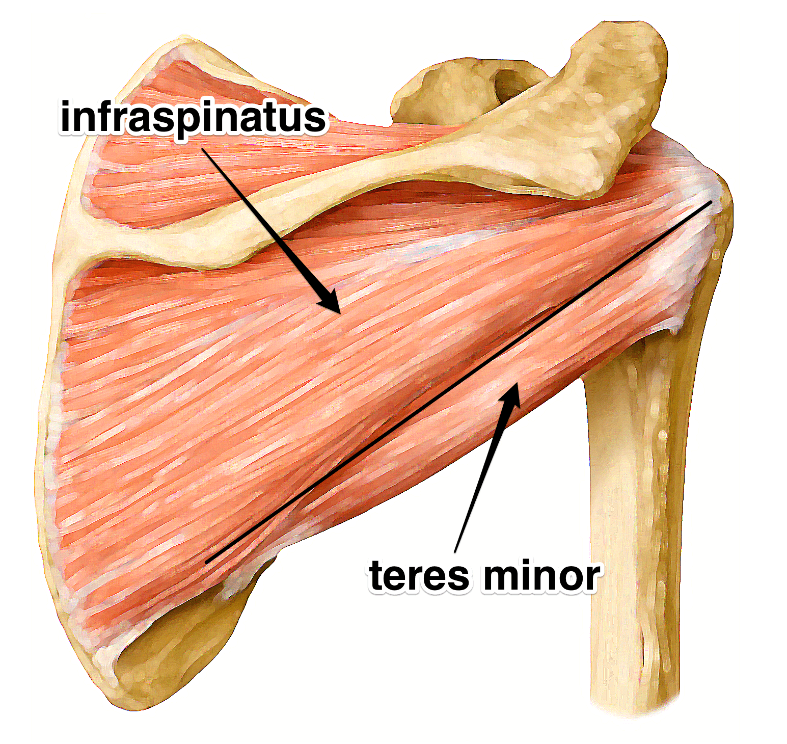 Shoulder Infraspinatus And Teres Minor Rotator Cuff Muscles shoulder-infraspinatus-and-teres-minor-rotator-cuff-muscles