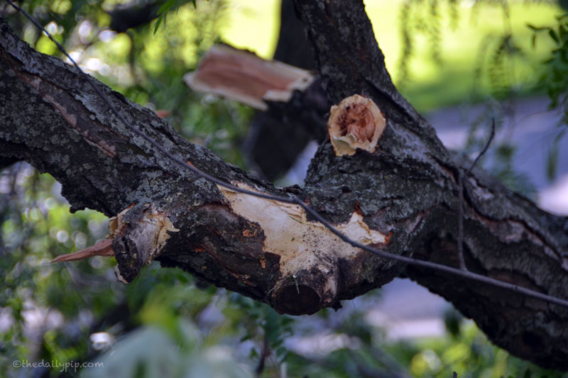 Tree branch of fallen tree A close up of a branch of a fallen tree