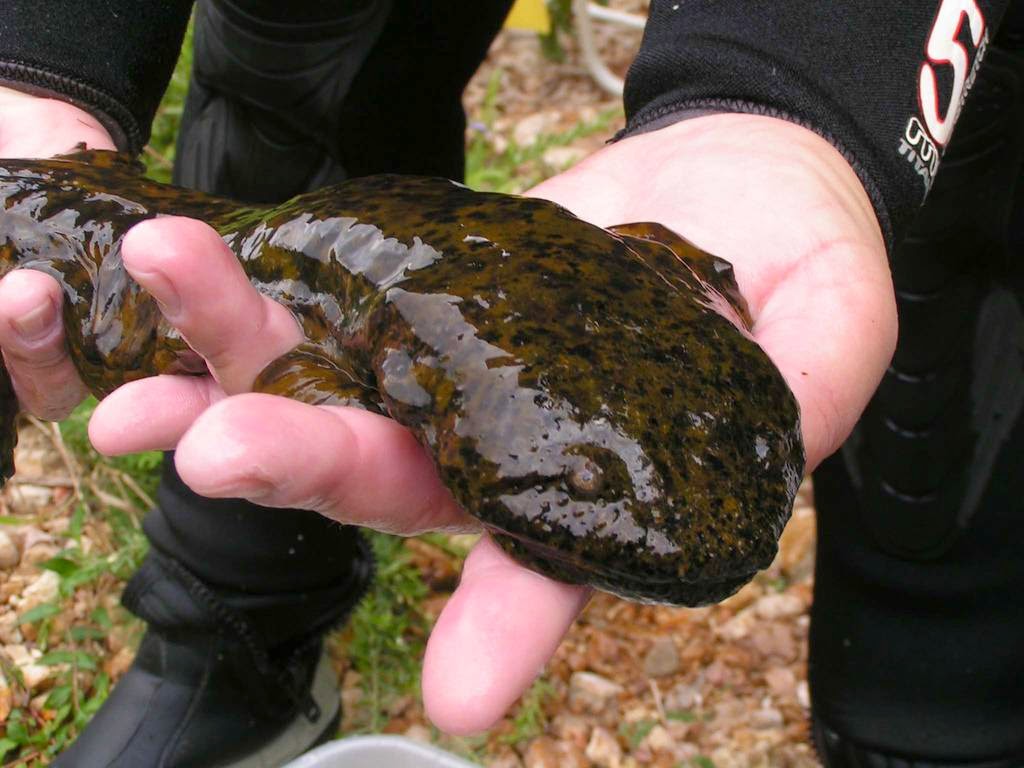 The Hellbender Giant Salamander of the United States The Ark In Space